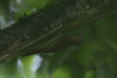 Glyphorynchus spirurus