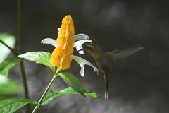 Phaethornis longirostris