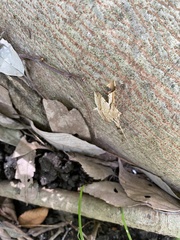 Krananda latimarginaria