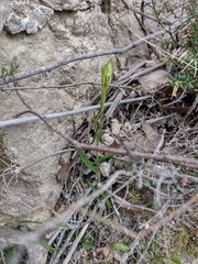 Pterostylis melagramma
