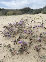 Monardella sinuata