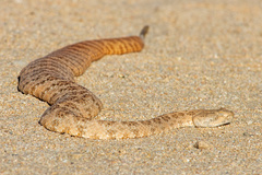 Crotalus pyrrhus