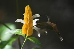 Phaethornis longirostris