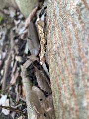 Krananda latimarginaria