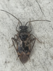 Eustictus