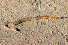 Crotalus pyrrhus
