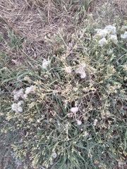 Brickellia eupatorioides