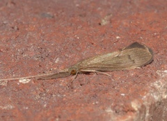 Oecetis