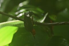 Melanerpes pucherani