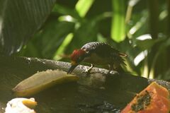 Melanerpes pucherani