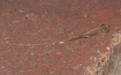 Oecetis