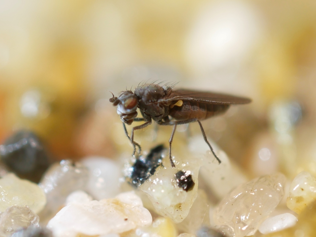 Canaceoides nudatus