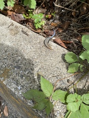 Plestiodon finitimus