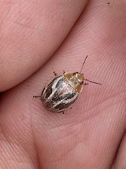 Paropsisterna semifumata