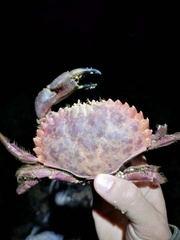 Romaleon antennarium