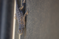 Sceloporus occidentalis longipes