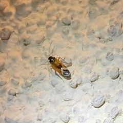 Ceratocapsus apicalis