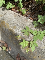 Plestiodon finitimus