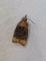 Platynota flavedana