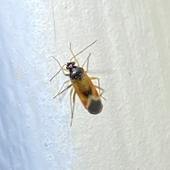 Ceratocapsus apicalis