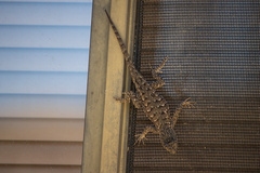 Sceloporus occidentalis longipes