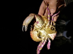 Romaleon antennarium