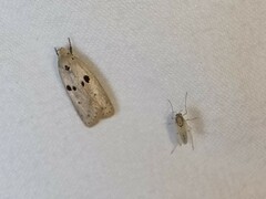 Scythropiodes issikii