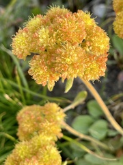 Eriogonum flavum