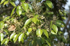 Olea dioica
