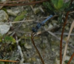 Erythrodiplax minuscula