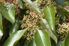 Olea dioica