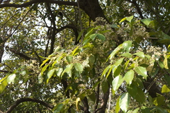 Olea dioica