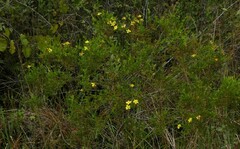 Hypericum brachyphyllum