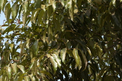 Olea dioica