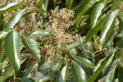 Olea dioica