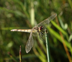 Sympetrum depressiusculum