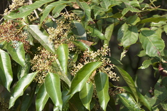 Olea dioica