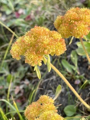 Eriogonum flavum