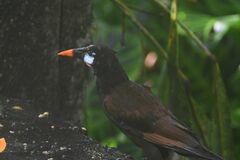 Psarocolius montezuma