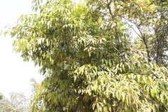 Olea dioica