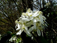 Clematis paniculata