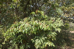 Olea dioica