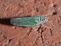Tylozygus bifidus