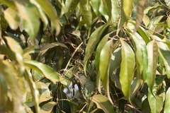 Olea dioica