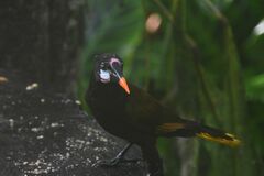 Psarocolius montezuma