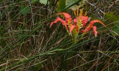 Lilium catesbaei