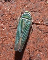 Tylozygus bifidus