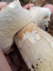Tylopilus felleus