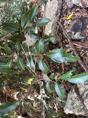 Cryptocarya sclerophylla