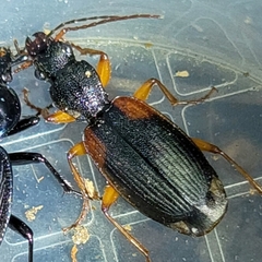 Cymindis